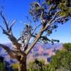 Arbre au Grand Canyon, AZ (18 mars 2003)