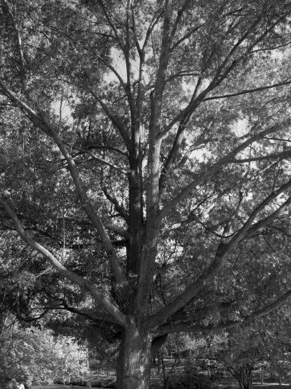 Arbre, Great Falls of Potomac, MD