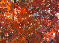 Feuilles d'automne, Great Falls of Potomac, MD