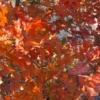 Feuilles d'automne, Great Falls of Potomac, MD