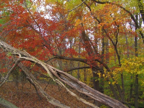 Couleurs d'automne