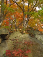 Couleurs d'automne, Great Falls of Potomac, MD