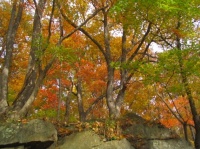 Couleurs d'automne, Great Falls of Potomac, MD