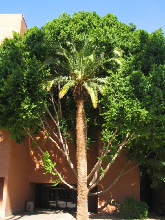 Palm tree or tree palm?