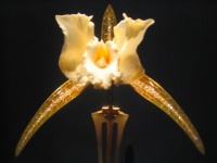 Peigne en Orchidee au Walters Art Museum