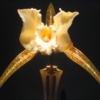 Peigne en Orchidee au Walters Art Museum