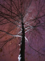 Un arbre eclaire