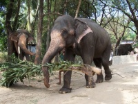 Elephant, Inde