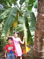 Bananier en Inde