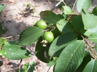 Guava (India)