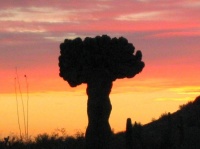 Cactus au Desert Botanical Garden de Phoenix