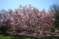 Magnolia a Washington