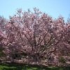 Magnolia a Washington