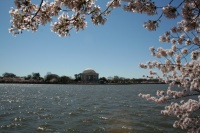 Washington DC - Cerisiers Japonais