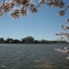 Washington DC - Cerisiers Japonais