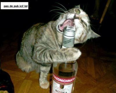 Ou Achetez Vous Vos Croquettes Chats Forum Animaux Doctissimo Ou Achetez Vous Vos Croquettes Chats Forum Animaux Doctissimo