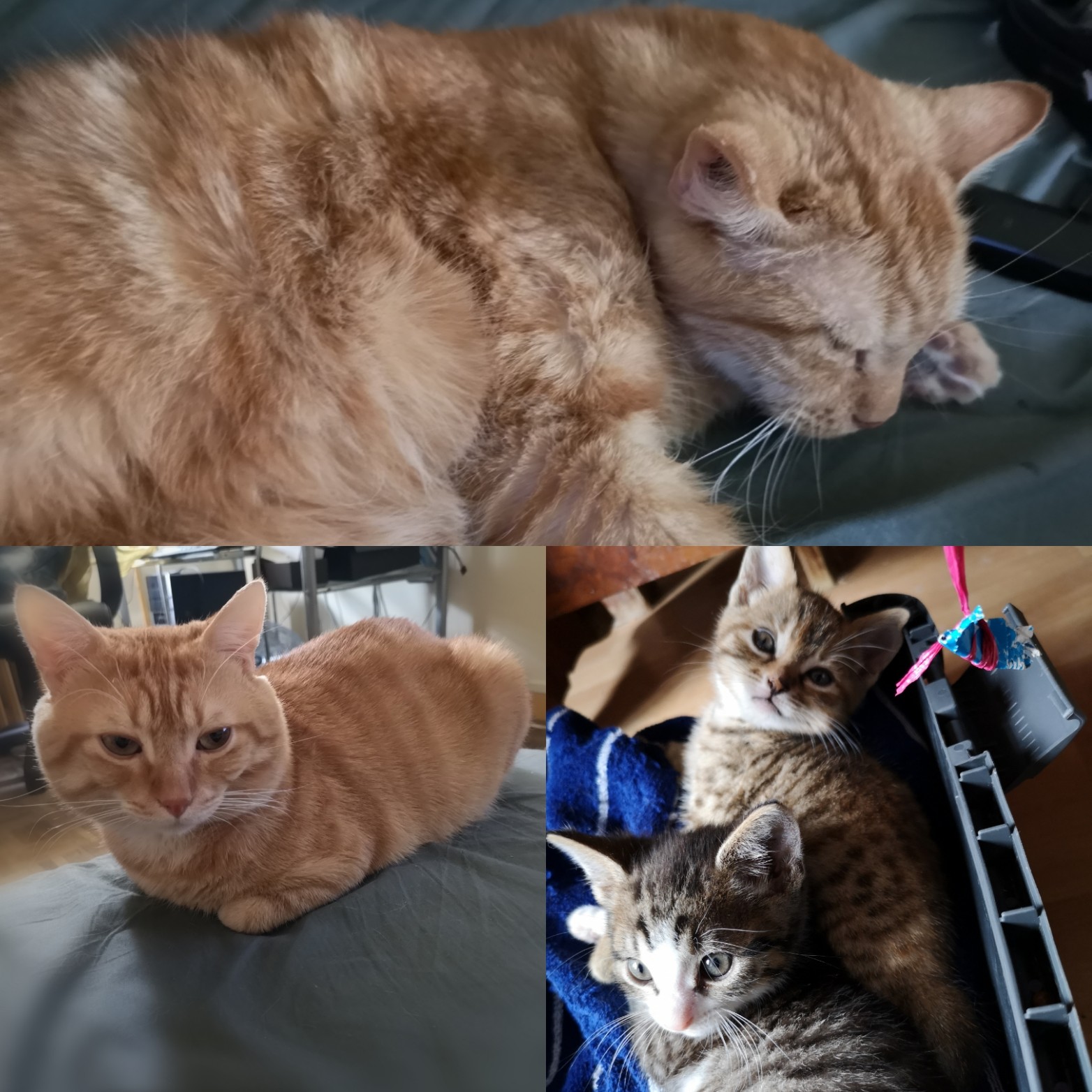 Chat Qui Mord La Nuque De Mes Chatons Education Et Comportement Felin Chats Forum Animaux Doctissimo Chat Qui Mord La Nuque De Mes Chatons Education Et Comportement Felin Chats Forum Animaux Doctissimo