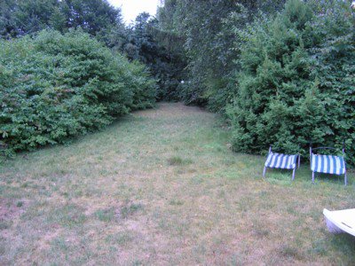 Sureaux Envahissants Jardinage Forum Vie Pratique Doctissimo