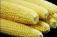 images maïs