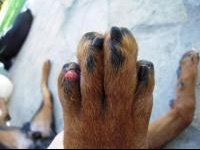 Mon Rot A Perdu Une Griffe Que Faire Chiens Forum Animaux Doctissimo Mon Rot A Perdu Une Griffe Que Faire Chiens Forum Animaux Doctissimo