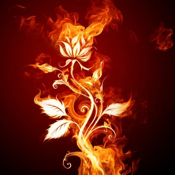 feu-burning_fire_rose_flower-img