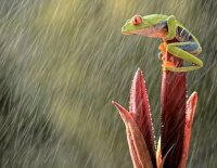 frog-on-heavy-rain-thumb