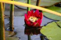 Frog-in-water-lily-a18416596