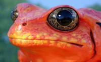 orange-frog_1920x1200