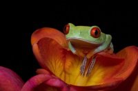 red-eyed-frog-freesia_60454_990x742