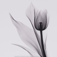 haas-marianne-tulipe