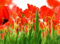 orange-tulip-flowers-on-the-garden-wallpaper-1024x768