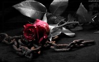rose-with-metal-chain-wallpaper (www.gothicwallz.com)