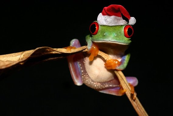 The_Christmas_frog_by_AngiNelson