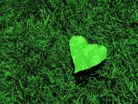 heart-on-green-grass