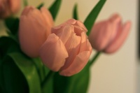 Tulipes-rose-1237803536_26
