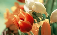 bigpreview_Bouquet Of Tulips