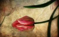 letter-tulip-style-background