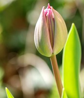 tulipe 2