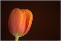 tulipe_1