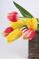 petales--fleurs--printemps--presente_3338090