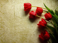 Red-Tulip-Flowers-Wallpapers