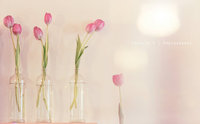 Pink_tulips_by_chealse