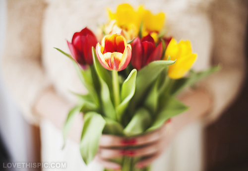 26243-Beautiful-Tulips