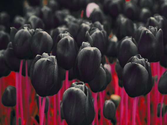 Black_Tulips_by_D4Rud3