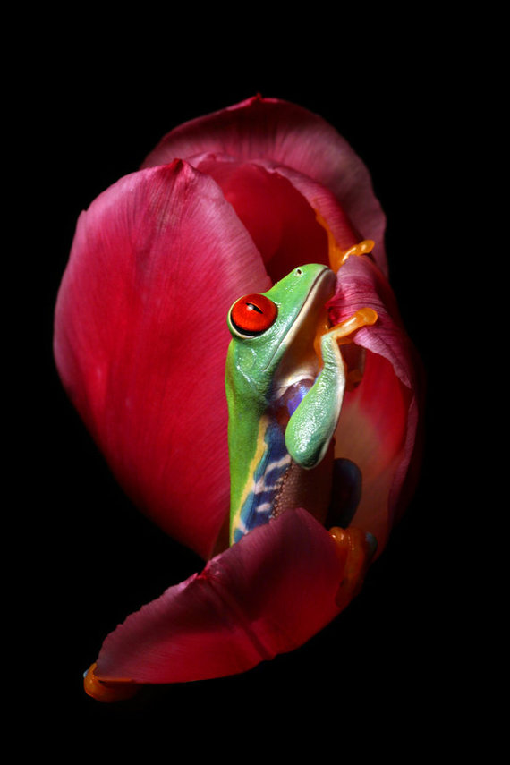 frog_in_a_pink_tulip_by_anginelson-d1xpexc