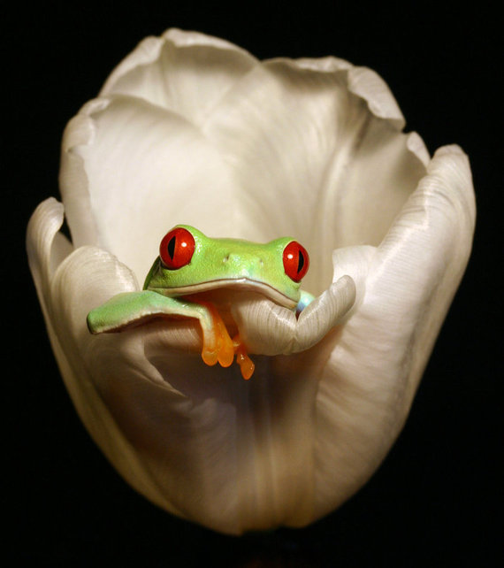 frog_in_a_tulip_by_anginelson-d1xngrc