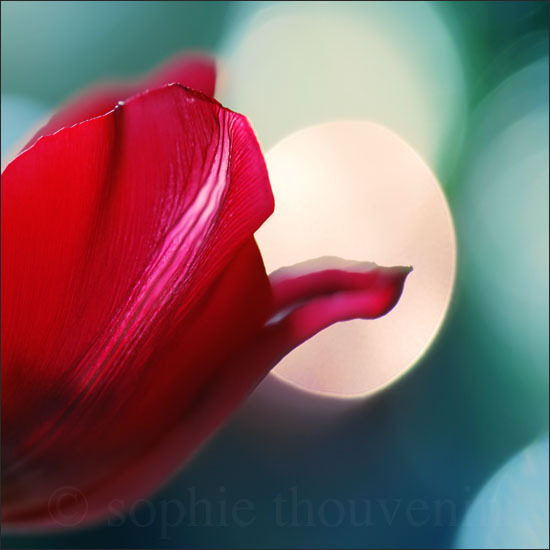 a_tulip_for_christmas_by_prismes