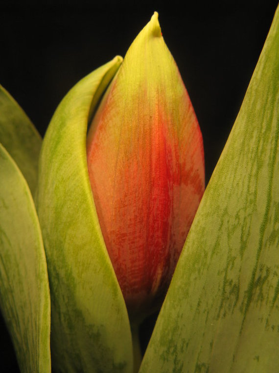 Buddin_Tulip_2_by_peacockmask