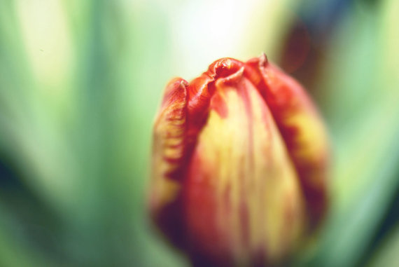 Tulip_by_KISStwilightFAN