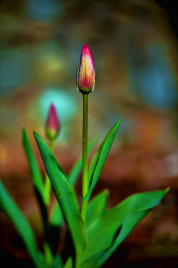 tulip_by_rp_photoart-d4v903n